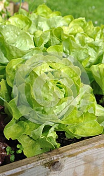 Lettuce