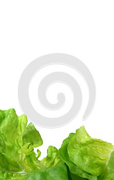 Lettuce