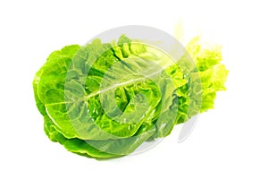 Lettuce