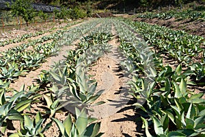 Lettuce and agave plant to make raicilla and tequila. photo
