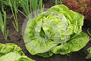 Lettuce -all the year round growing in soil with water drops