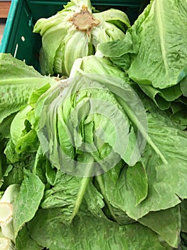 Lettuce background isolate