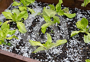 Lettuce in the bed is full of hailstones after a storm