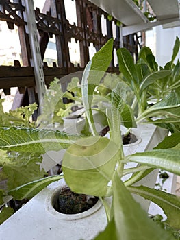 Lettuce being grown through Hydroponics