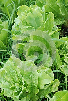 Lettuce Bolting