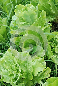 Lettuce Bolting photo