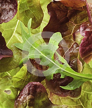 Lettuce close-up