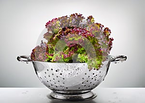 Lettuce in a colander photo