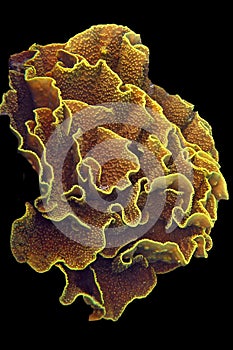 Lettuce coral (Montipora sp) photo