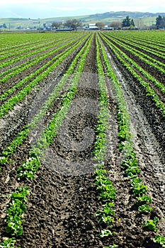 Lettuce Crop