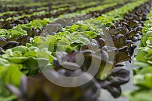 Lettuce crops in greenhouse