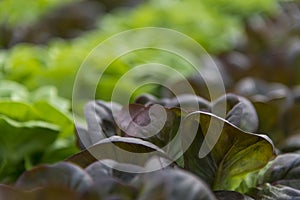 Lettuce crops in greenhouse