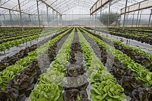 Lettuce crops