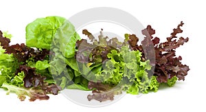 Lettuce of different types on a white background