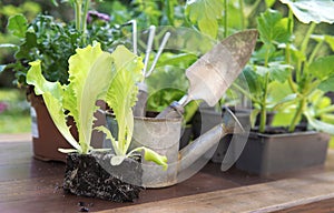 lettuce in dirt with gardening tools in back and vegetable seedlings in pot on a table in garden