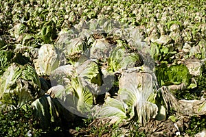 Lettuce farm photo