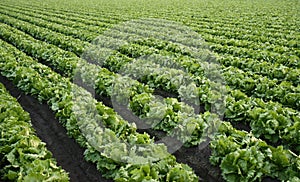 lettuce farm background
