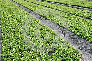 Lettuce farm background