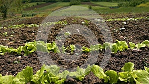 Lettuce in Farm Field and beautiful backgeound