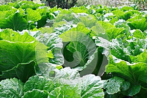 Lettuce farm green and leafy vegetable