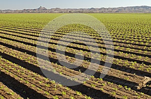 Lettuce field