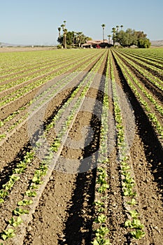 Lettuce field