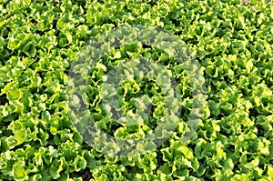 Lettuce Field