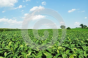 Lettuce Field