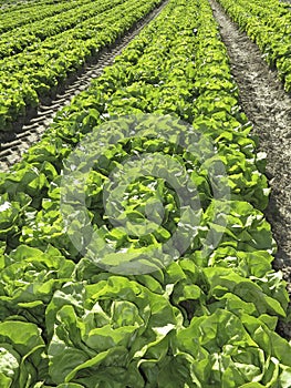 Lettuce on field