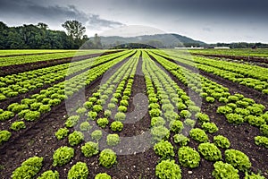 Lettuce field