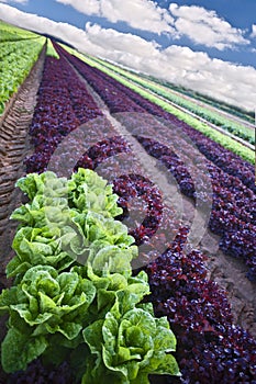 Lettuce field