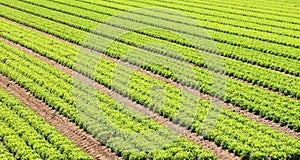 Lettuce field in a farming plantation