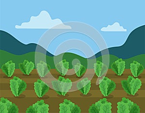 Lettuce field, funny cartoon style