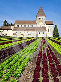 Lettuce field and monastery. Rows of different sorts of lettuce.