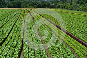 Lettuce field near Bologna, Italy