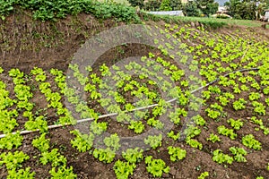 Lettuce field near Constanza, Dominican Republ photo