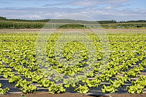 Lettuce field in the plain of the River Esla