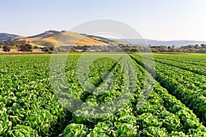 Lettuce Field in Salinas Valley