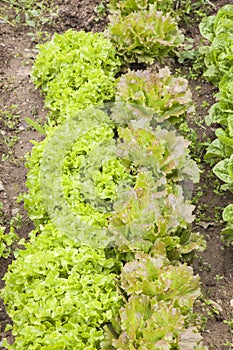 Lettuce field photo