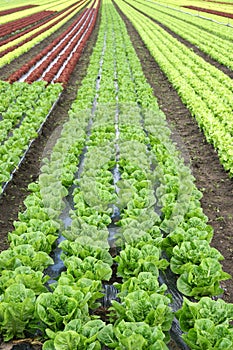 Lettuce in the fields photo