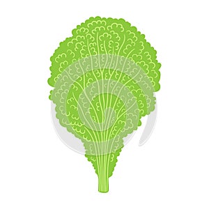 lettuce flat vector doodle illustration. Green vegetables healthy food clipart