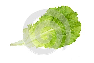 Lettuce fresh . Salad leaf. Fresh green lettuce leaves.