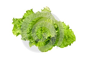 Lettuce fresh . Salad leaf. Fresh green lettuce leaves.