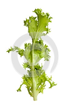 Lettuce frisee