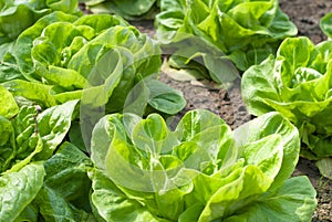 Lettuce in the garden