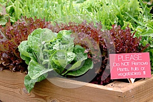 Lettuce Garden