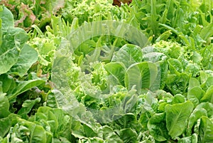 Lettuce Garden