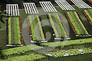 A lettuce garden grown by hydroponic farming