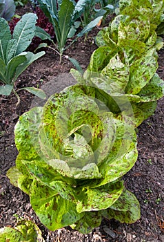 Lettuce garden - Lactuva Sativa Freckles