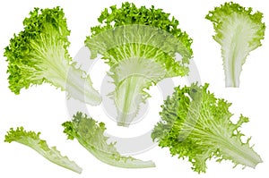 Lettuce green leaf fresh lettuce isolated on white background. Set for design package